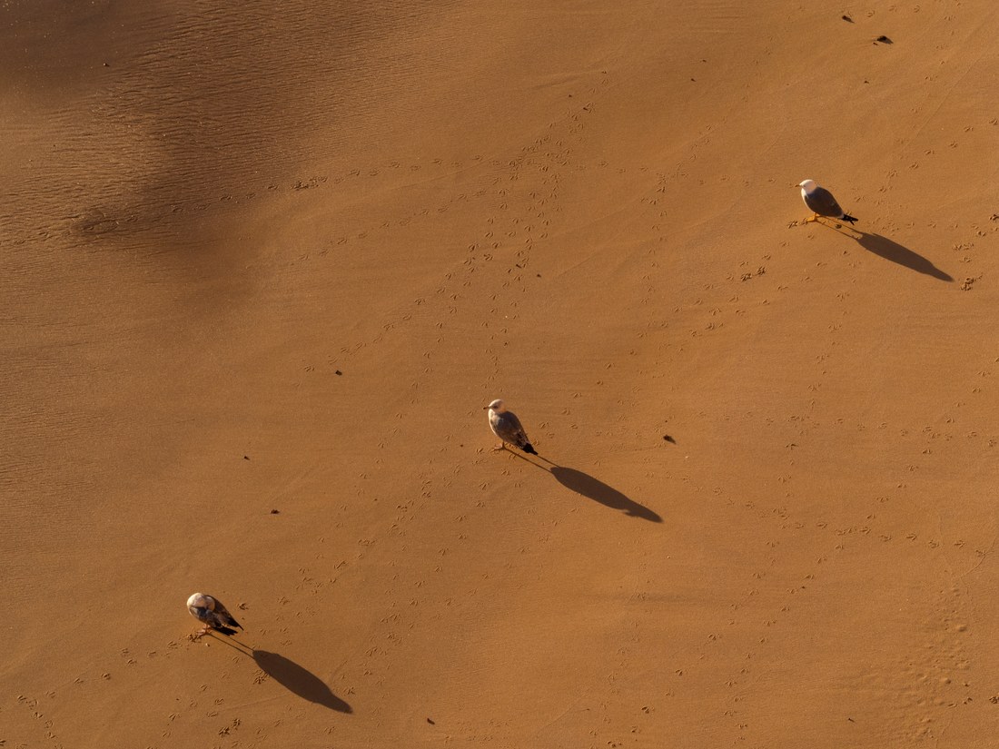 Trois mouettes posées sur le sable doré, chacune avec son ombre allongée