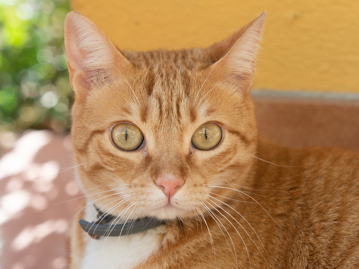Portrait d'un chat roux de la maison